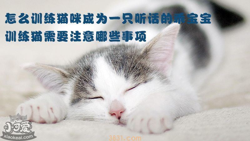 怎么训练猫咪成为一只听话的乖宝宝(图1)