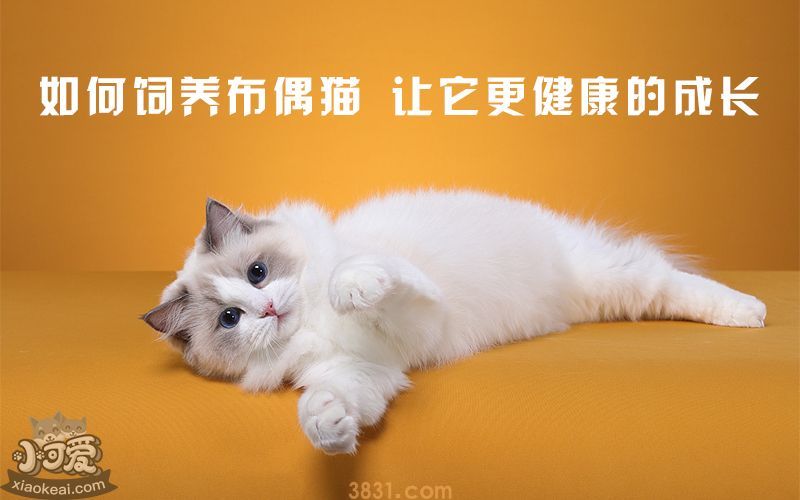 如何饲养布偶猫,让它更健康的成长(图1)
