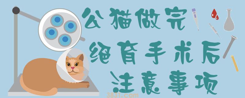 公猫做完绝育手术后注意事项(图1)