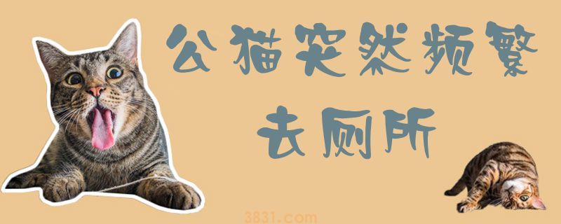 公猫突然频繁去厕所(图1)