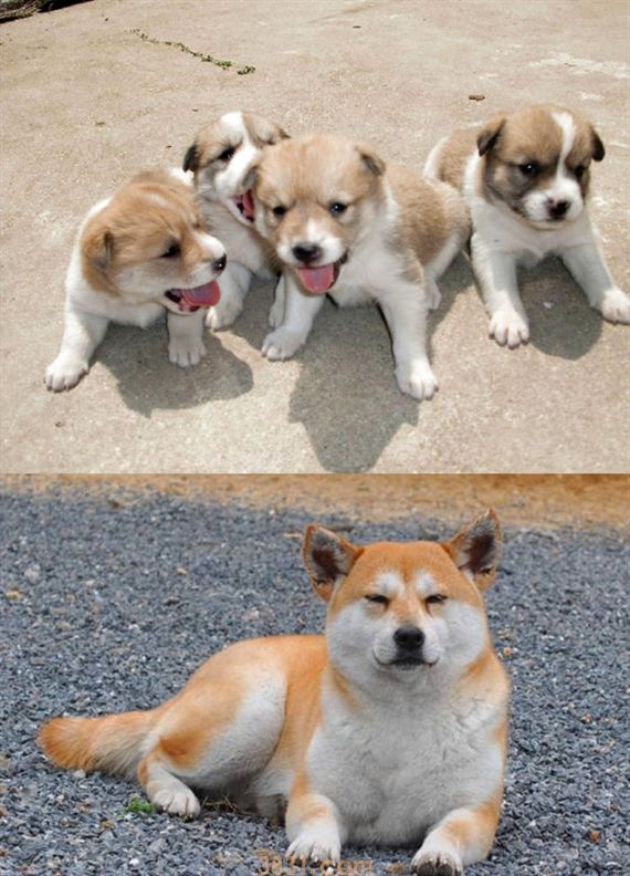 柴犬和小黄土狗的区别 你知道吗(图2)