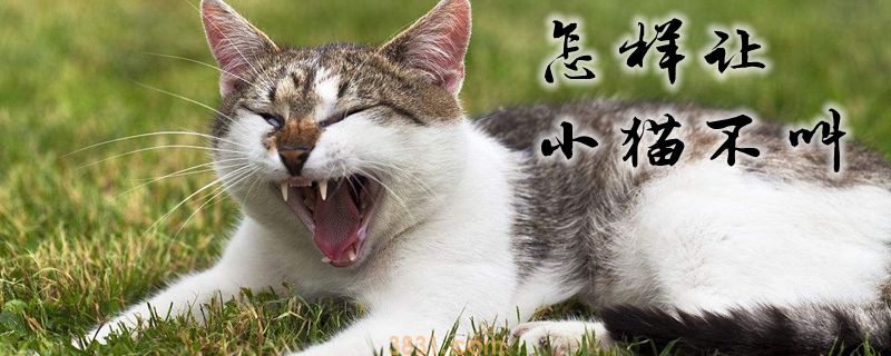 怎样让小猫不叫(图1)