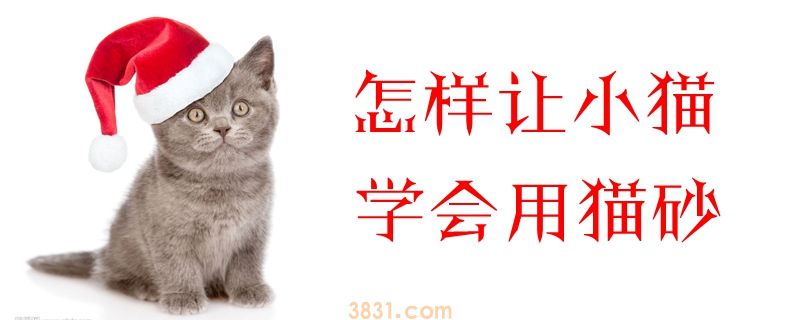 怎样让小猫学会用猫砂(图1)