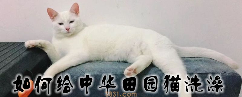 如何给中华田园猫洗澡(图1)