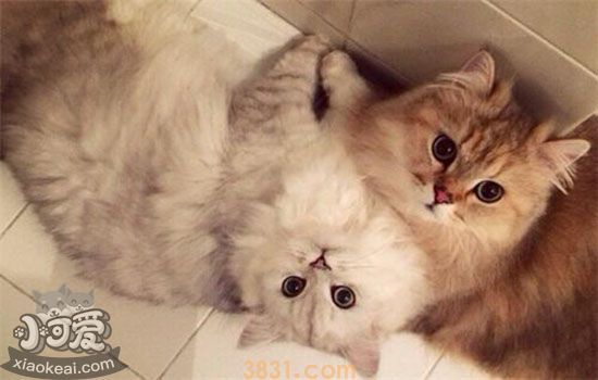 猫发情症状 如何判断猫咪发情(图1)