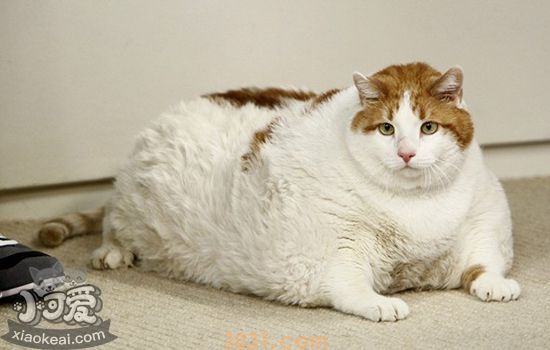 猫发情了怎么办 发情期应对策略(图1)