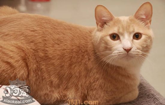 猫发情了怎么办 发情期应对策略(图2)