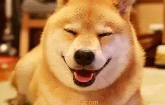 柴犬抱脸配方 日常饮食很重要!(图1)