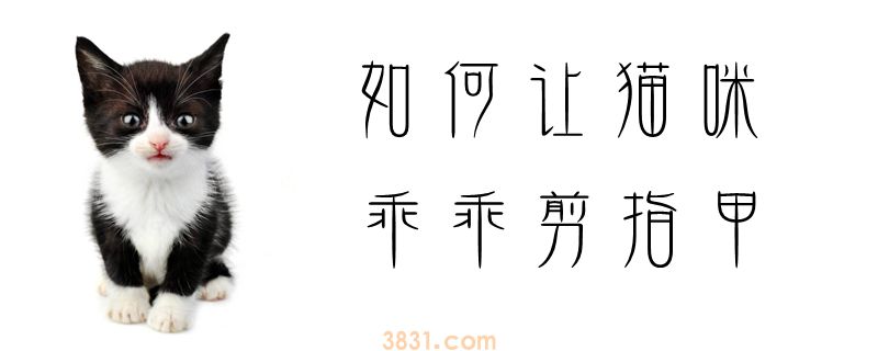 如何让猫咪乖乖剪指甲(图1)