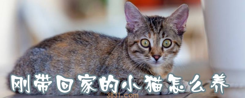 刚带回家的小猫怎么养(图1)