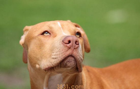 加纳利犬和比特谁厉害 恶犬榜榜首居然是它(图1)