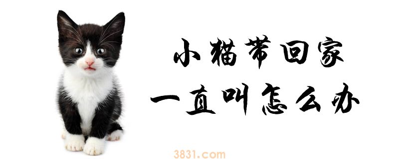 小猫带回家一直叫怎么办(图1)
