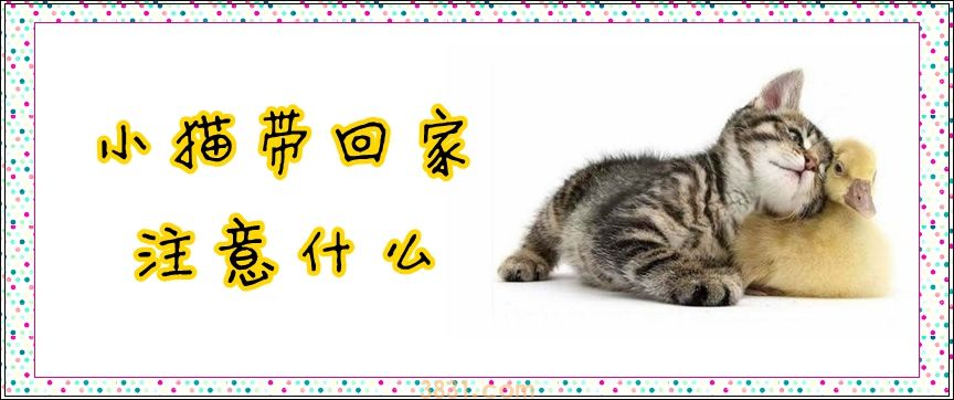 小猫带回家注意什么(图1)
