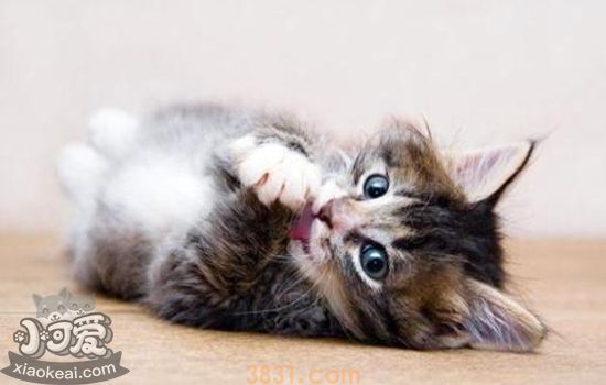 猫绝育的好处 适龄绝育是必要(图1)