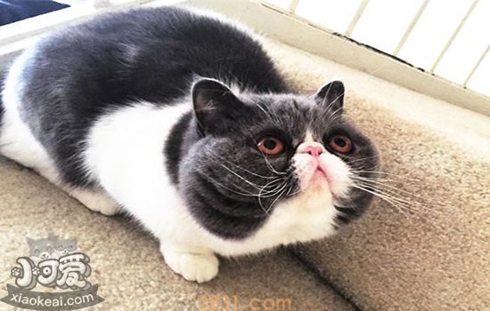 猫发情的特征 公猫母猫表现不一(图1)