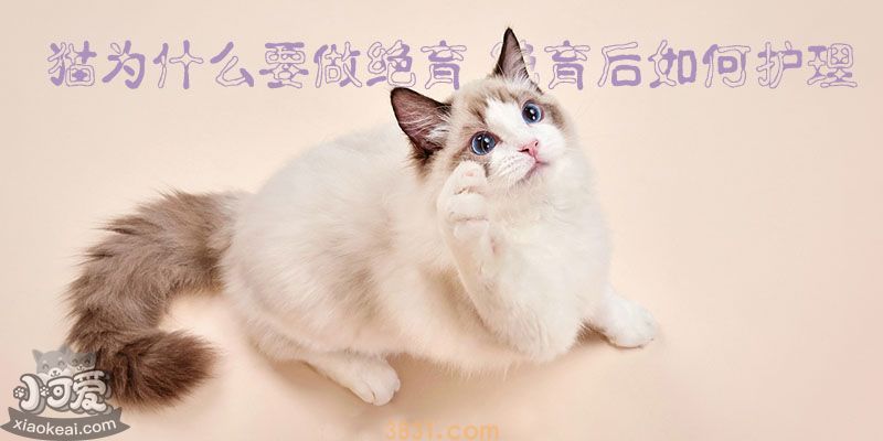 猫为什么要做绝育 绝育后如何护理(图1)