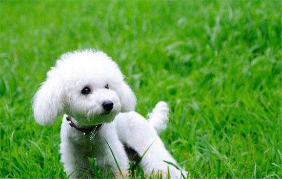 不掉毛的三种狗 小型犬都不爱掉毛的咩(图1)