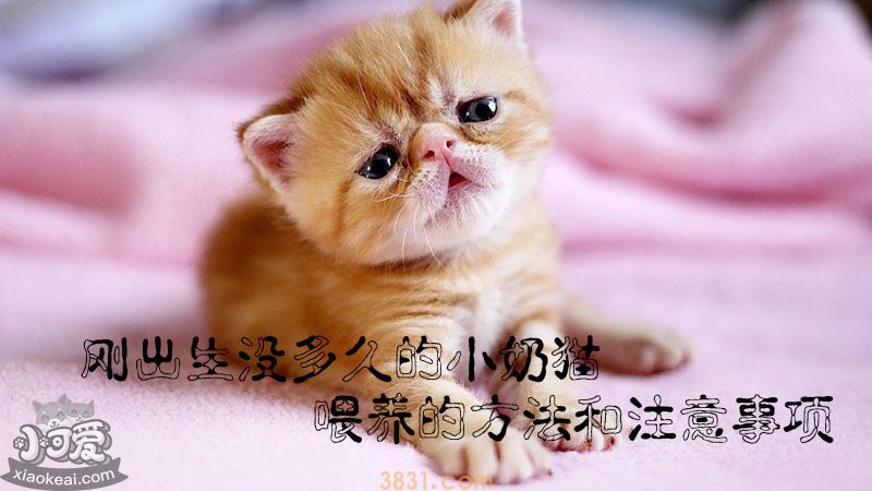 刚出生没多久的小奶猫喂养的方法和注意事项(图1)