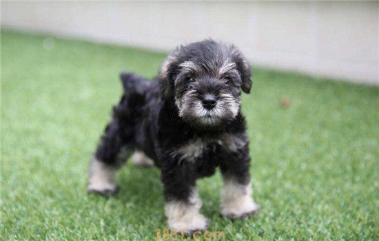 不掉毛的三种狗 小型犬都不爱掉毛的咩(图3)