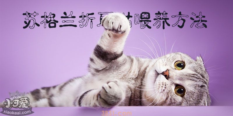 苏格兰折耳猫喂养方法(图1)