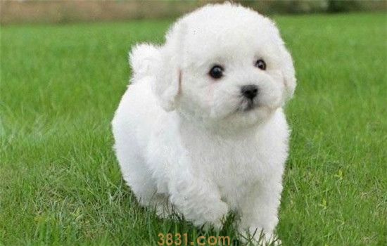 不掉毛的三种狗 小型犬都不爱掉毛的咩(图2)