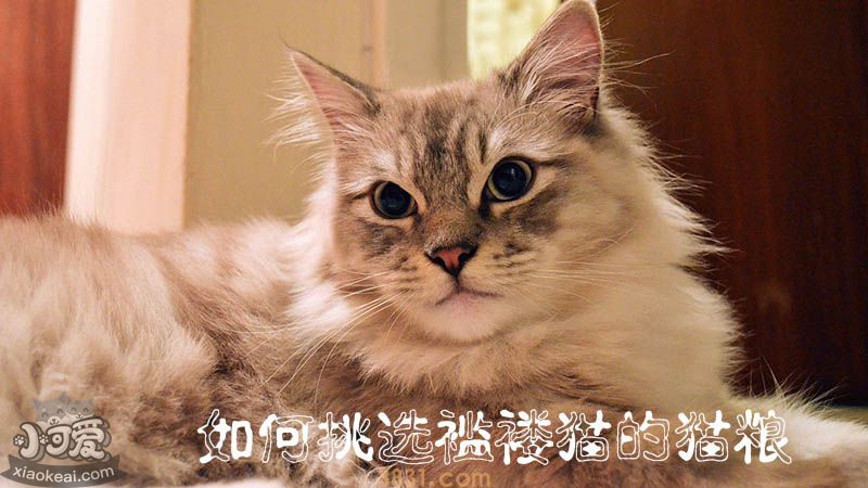 如何挑选褴褛猫的猫粮(图1)