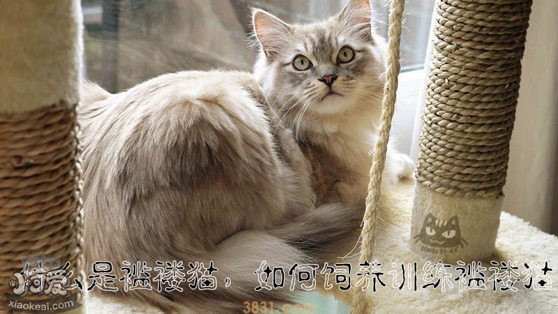 如何饲养训练褴褛猫(图1)