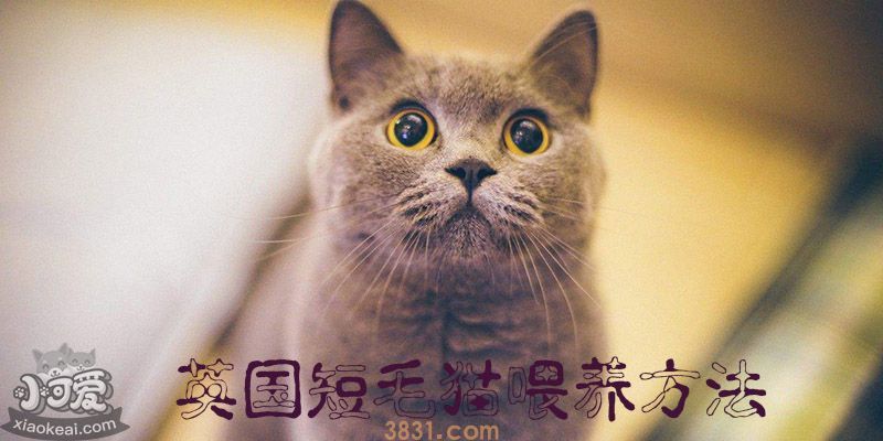 英国短毛猫喂养方法(图1)