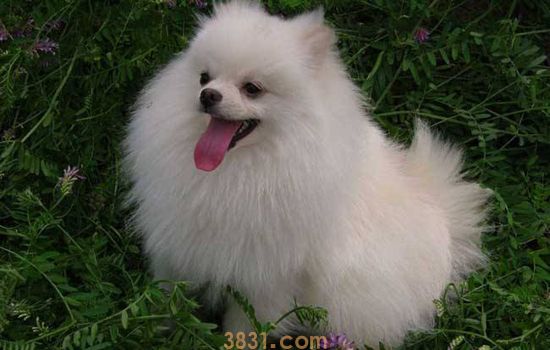 博美犬能记住主人多久 博美记忆力久吗(图1)