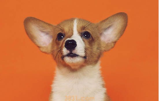 柯基犬皮肤病 这两点你要注意了(图1)