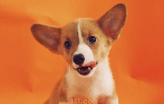 柯基犬皮肤病 这两点你要注意了(图2)