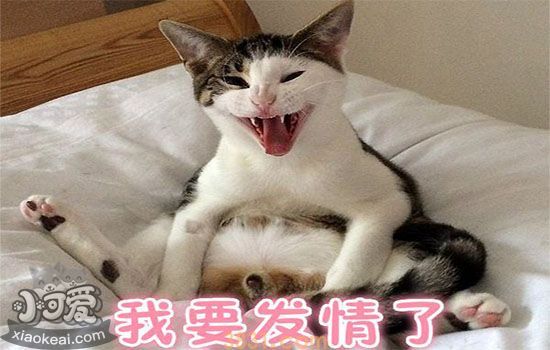猫发情吃什么药管用 随意用药小心得不偿失(图2)