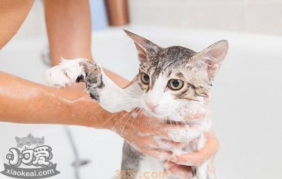 猫发情期能不能洗澡 警惕小细节导致大问题(图1)
