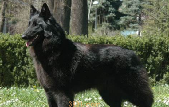 黑狼犬与黑狼狗区别 一字之差竟然会差这么多是吧!(图2)