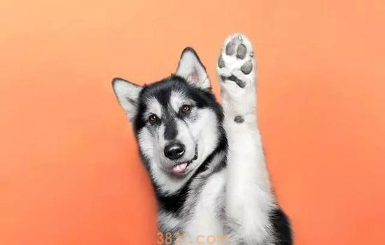 哈士奇多少钱一只幼崽 等级不同价格不同(图1)