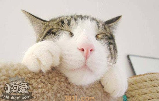 猫发情持续多久 一般不超过十天(图1)