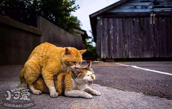 猫发情在什么季节 除了繁殖还有其他办法吗(图1)