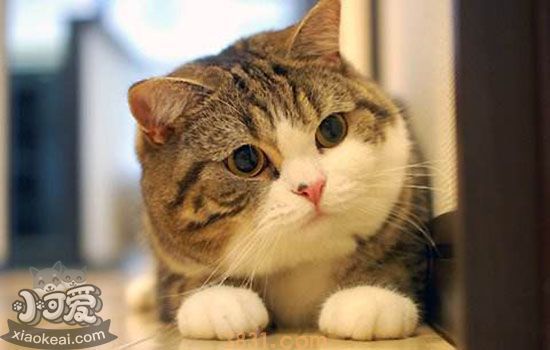 猫发情在什么季节 除了繁殖还有其他办法吗(图2)