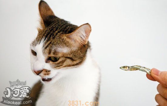 猫呕吐怎么办 辨别原因对症下药(图1)
