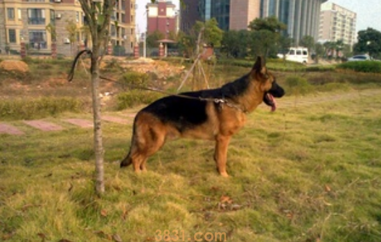 赛级德牧标准 告诉你怎么选这种赛级犬!(图1)