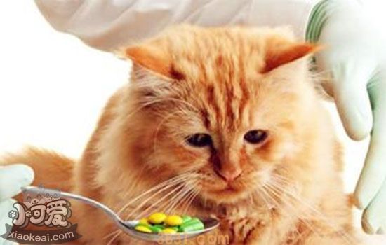猫呕吐黄水怎么办 如何解决猫吐黄水(图1)