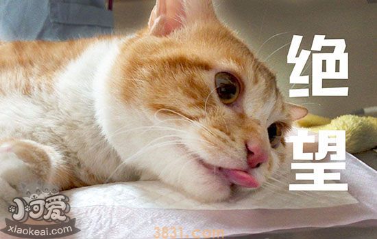 猫发情怎么处理 以下几点帮你有效解决(图1)