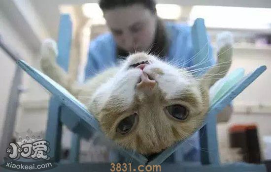 猫发情可以做绝育吗 会对身体造成伤害吗(图1)