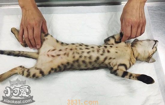 猫发情可以做绝育吗 会对身体造成伤害吗(图3)