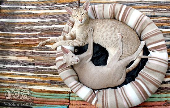 打疫苗的猫不容易得猫瘟吗(图1)