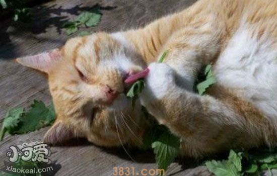 猫薄荷多久用一次 猫薄荷会让猫咪上瘾吗(图1)
