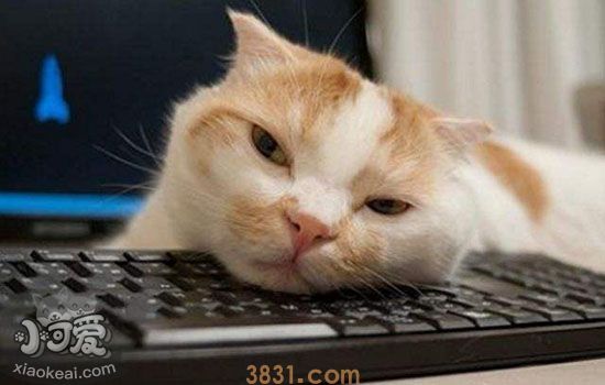猫薄荷多大的猫能吃 猫薄荷有安全隐患吗(图1)