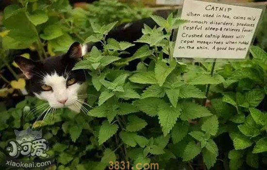 猫薄荷的作用 撸猫神器居然也可用于人类(图2)
