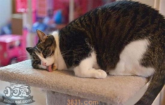 猫薄荷吃多少合适 猫薄荷经常喂安全吗(图1)