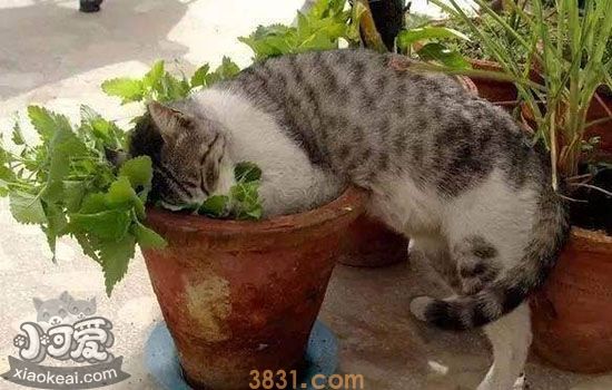 猫薄荷吃多少合适 猫薄荷经常喂安全吗(图2)